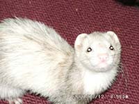 Ferret