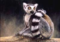 RINGTAILED LEMUR