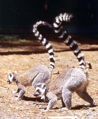 RINGTAILED LEMURS 
