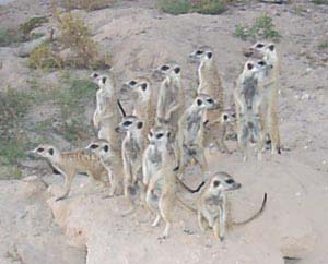Meerkats