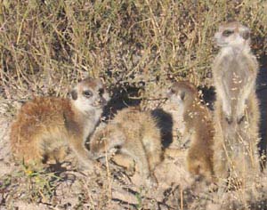 Meerkats