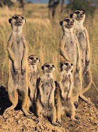 Meerkats