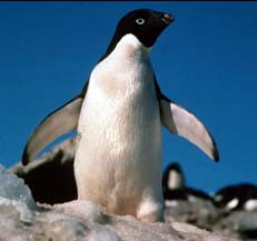 ADELIE PENGUIN