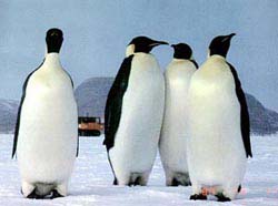 EMPEROR PENGUINS