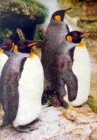 KING PENGUINS