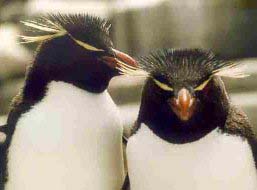 ROCKHOPPER PENGUINS