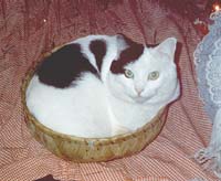 in a basket