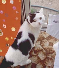 moo moo the cow cat