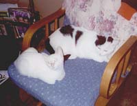 wiskers and ace