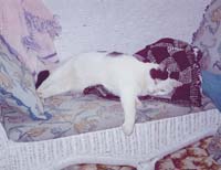 moo moo the cow cat being lazy