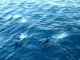 Purdy dolfins
