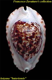 ketyana bataviensis - dorsum