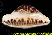 ketyana bataviensis - right side