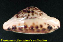 ketyana bataviensis - left side