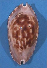Z. marginata marginata (i) consueta - dorsum
