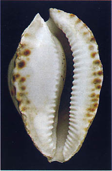 Holotype - base
