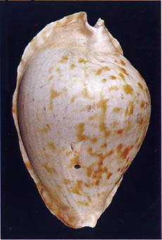 Holotype - dorsum