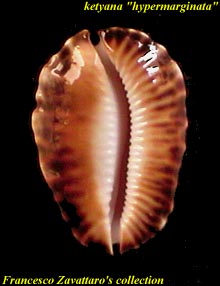 ketyana hypermarginata - base