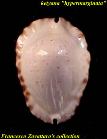 ketyana hypermarginata - dorsum
