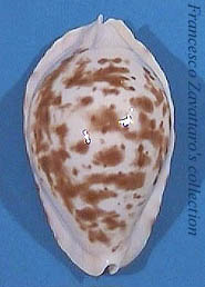 Zoila marginata ketyana (i) intermedians - dorsum