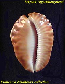 ketyana hypermarginata - base