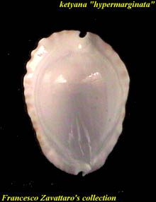 ketyana hypermarginata - dorsum