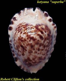 ketyana superba - dorsum of the speckled form