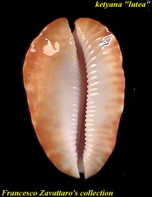 ketyana lutea - base