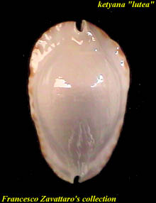 ketyana lutea - dorsum