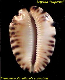 ketyana superba - base