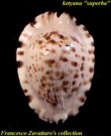 ketyana superba - dorsum