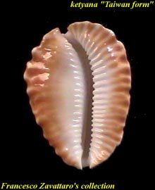 Z. ketyana - base of the 'Taiwan form'