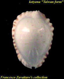 Z. marginata ketyana - dorsum of the 'Taiwan form'