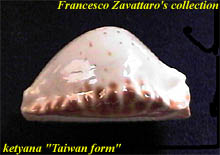 Z. ketyana Taiwan form - left side