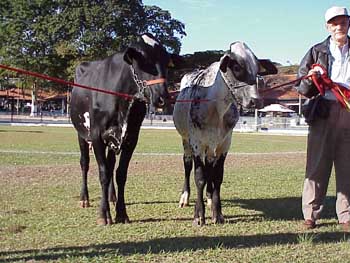 Prog�nie de Londrina - Campe� Nacional 5/8&nbsp; -&nbsp; 2000.