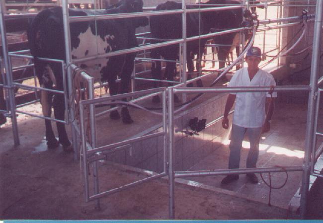 Novilhas 5/8 sendo ordenhadas.
