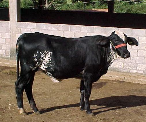 Promessa