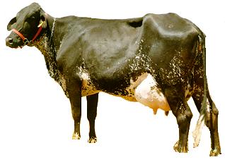 Sapeca