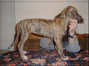 Greyhound Welpen