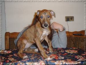 Greyhound Welpen