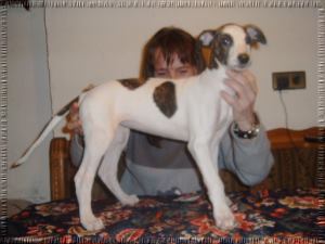 Greyhound Welpen
