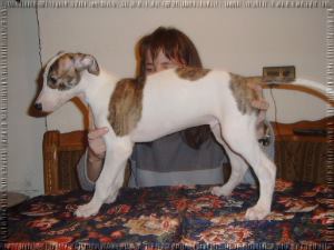 Greyhound Welpen