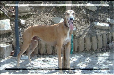 Greyhound