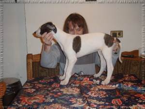 Greyhound Welpen
