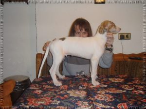 Greyhound Welpen