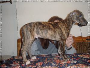 Greyhound Welpen