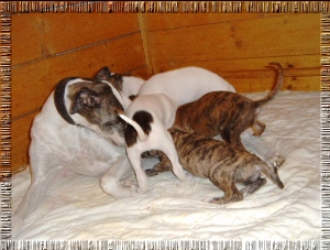 Greyhound Welpen
