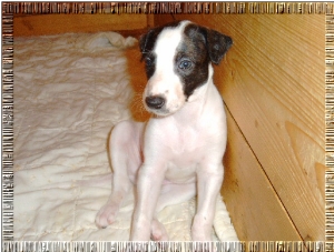 Greyhound Welpen