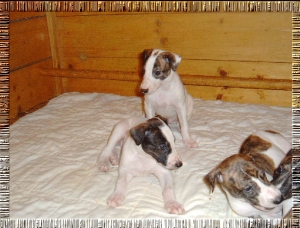Greyhound Welpen