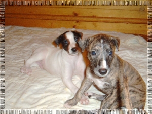 Greyhound Welpen